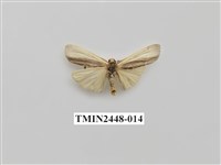 藏品(雙分苔蛾)的圖片